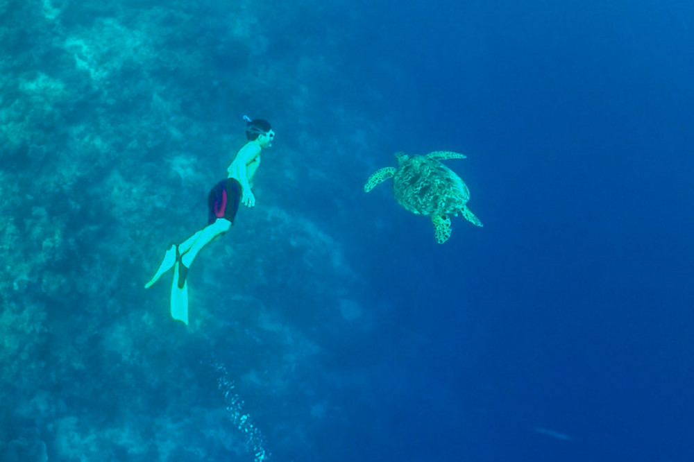 Moalboal Sardine Run Pescador Island And Kawasan Falls Tour Cebu