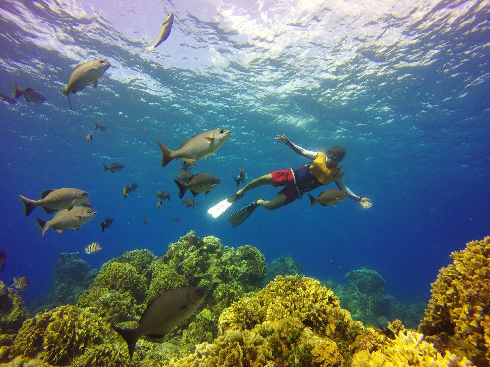 Cozumel Snorkel Tour Coral Reef El Cielo Beach Break Cozumel