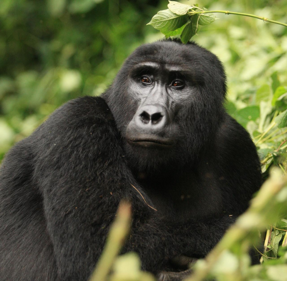 Explore Nyungwe Volcanoes National Parks Entebbe Project Expedition