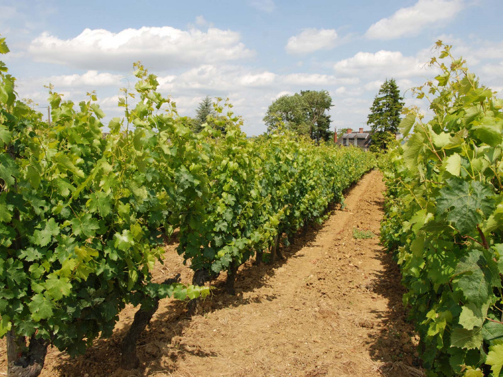 Private Loire Valley Wine Tour Vouvray Bourgueil And Chinon Tours