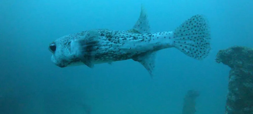 Scuba Diving in Bentota