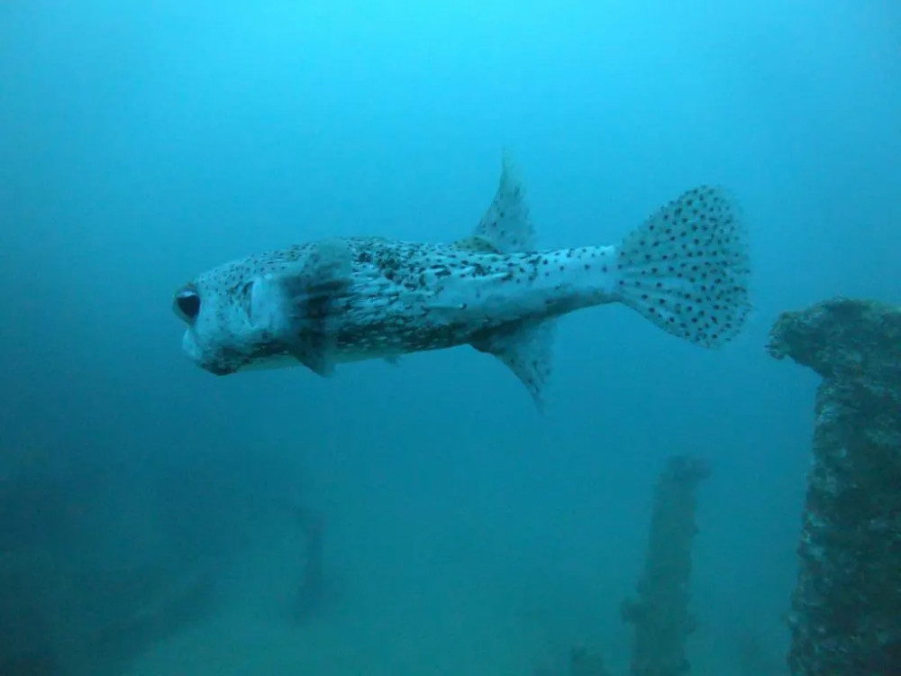 Scuba Diving in Bentota