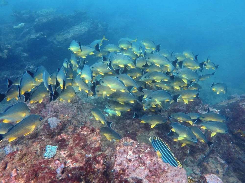 Snorkeling in Bentota