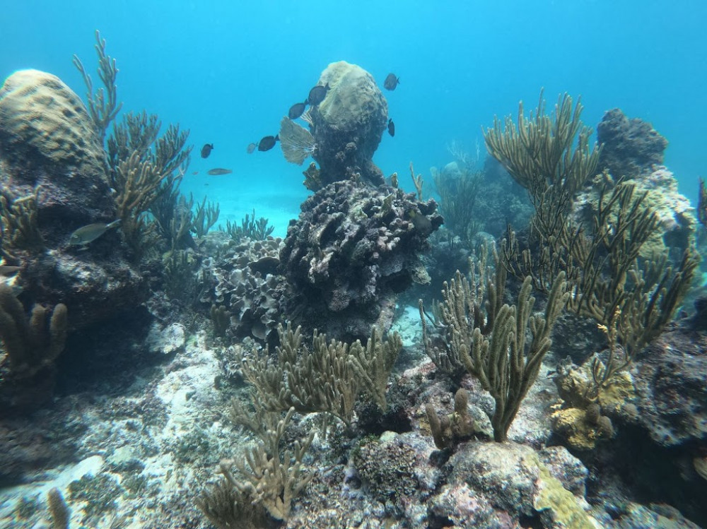 3-Hour Snorkel and Sailing