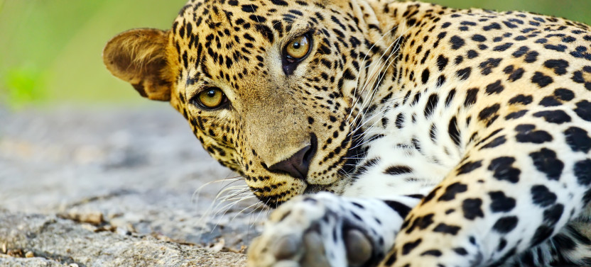 9 Day Tour of Sri Lanka's Majestic Trio - Elephants, Leopards, & Whales