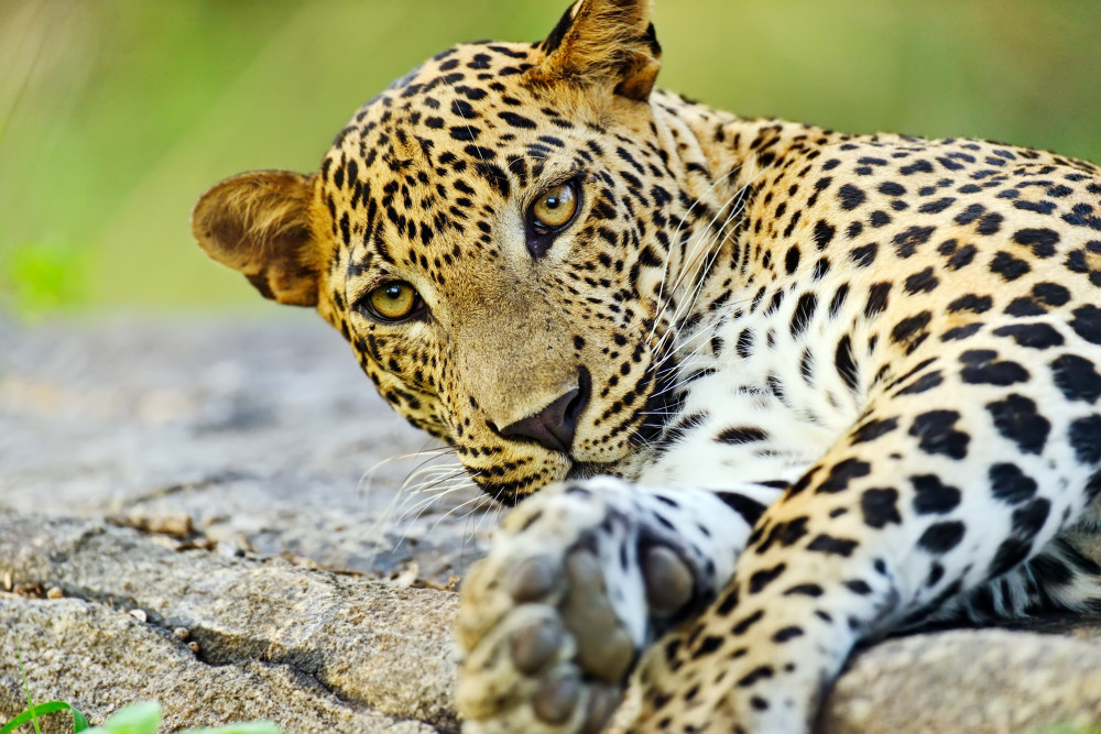 9 Day Tour of Sri Lanka's Majestic Trio Wildlife