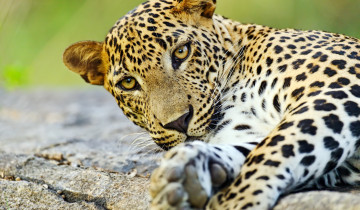 A picture of 9 Day Tour of Sri Lanka's Majestic Trio Wildlife