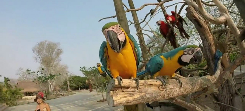 Tour to The National Aviary of Colombia