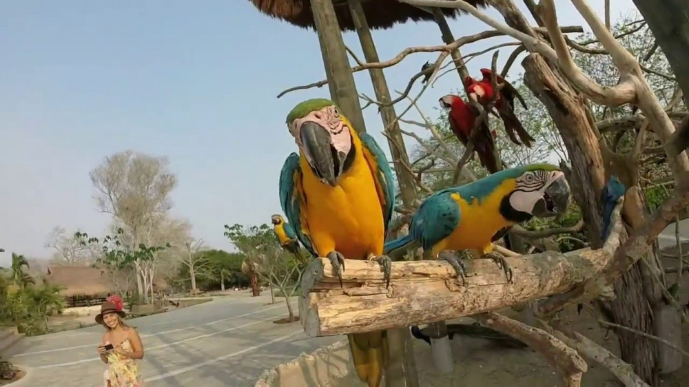 Tour to the National Aviary of Colombia