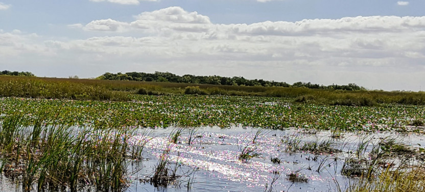 Little Havana Walking Tour + 1 Hour Everglades Airboat Ride