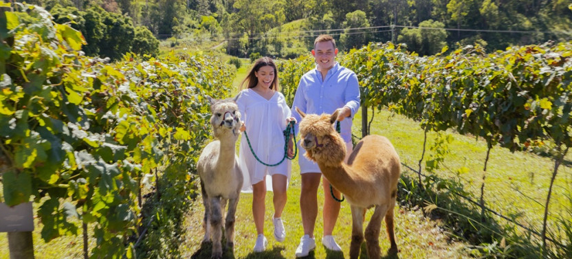 Gold Coast Classic Ballooning & Vineyard Breakfast