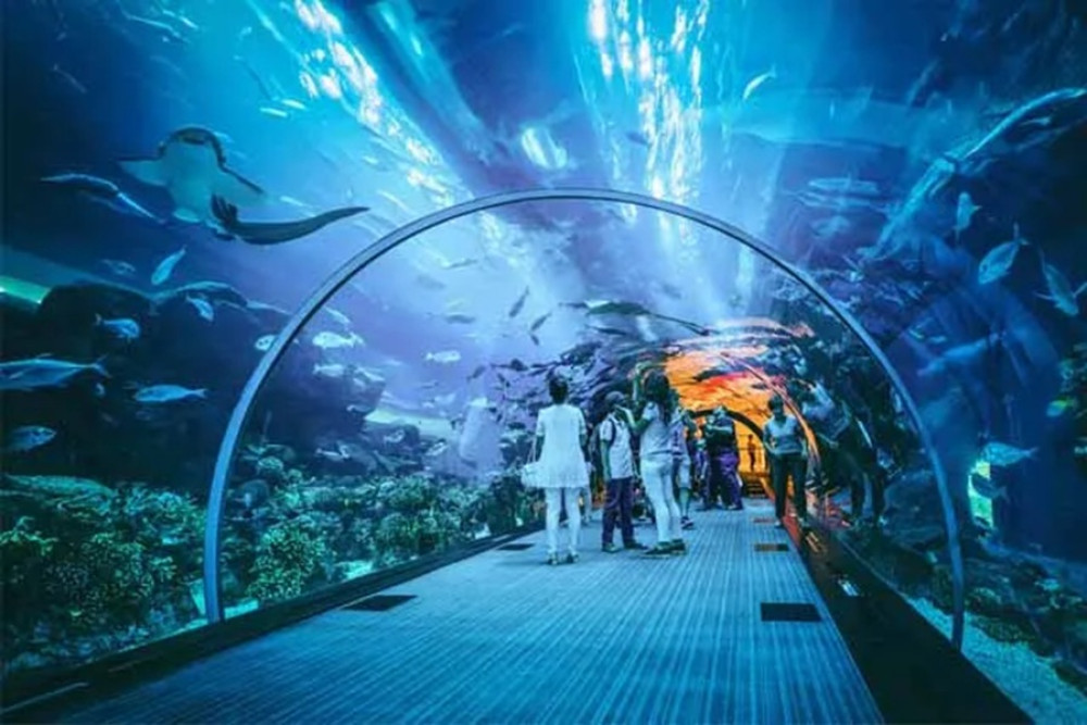 Dubai Aquarium And Penguin Encounter