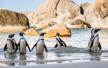 Private Cape Town and Penguins at Boulders Beach Tour