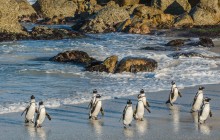 Private Cape Town and Penguins at Boulders Beach Tour