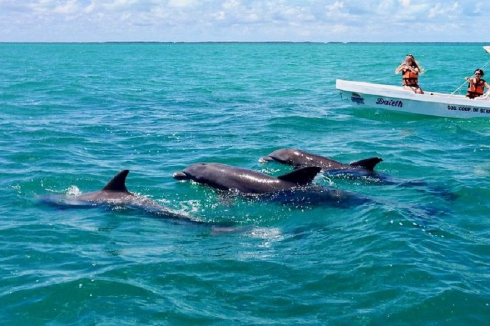 9-Hour Dolphin House Snorkeling Cruise