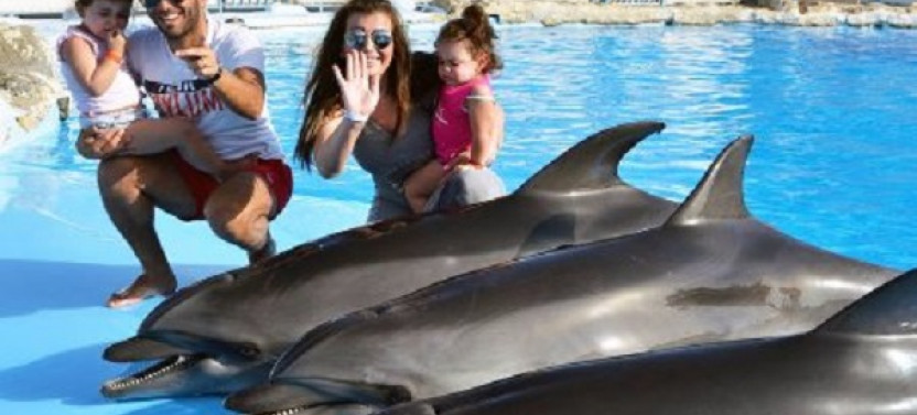 Dolphin Show