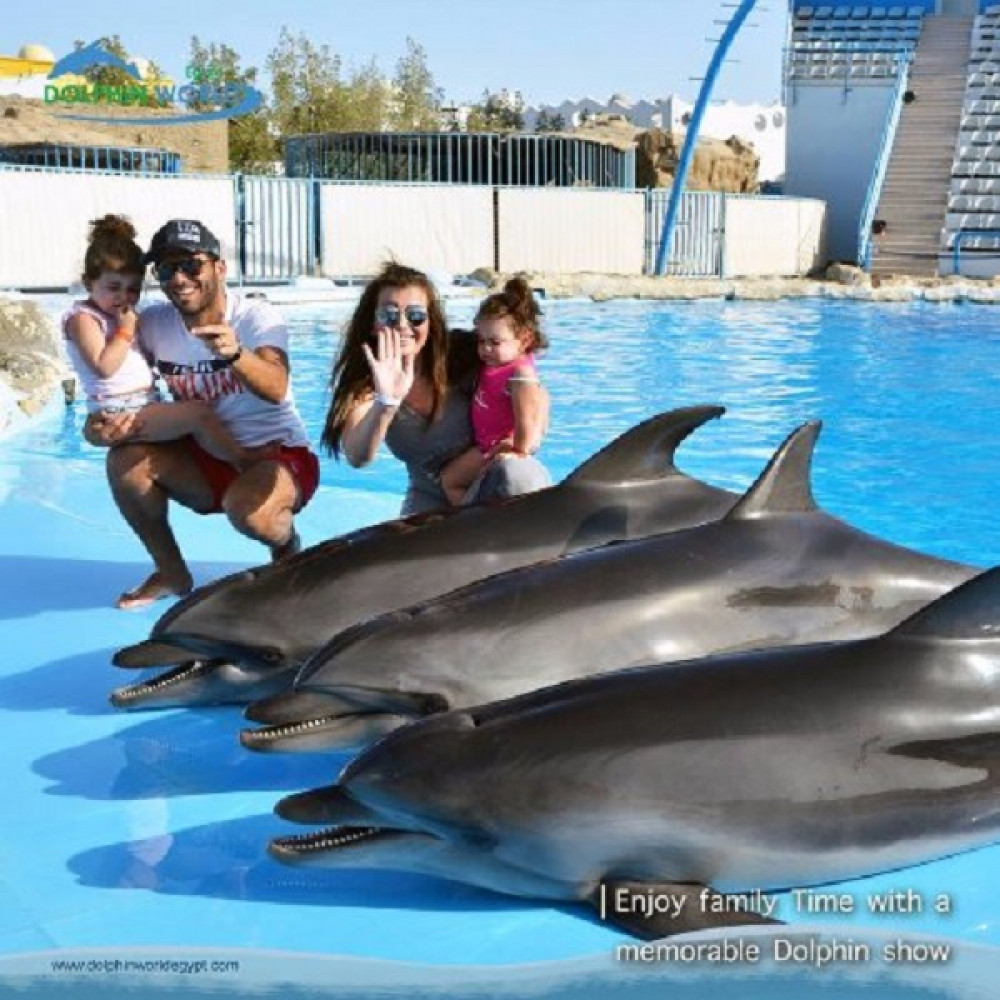 Dolphin Show