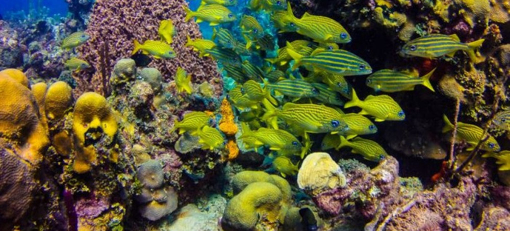 Catalina Island Snorkeling Adventure & Altos de Chavon From Bayahibe