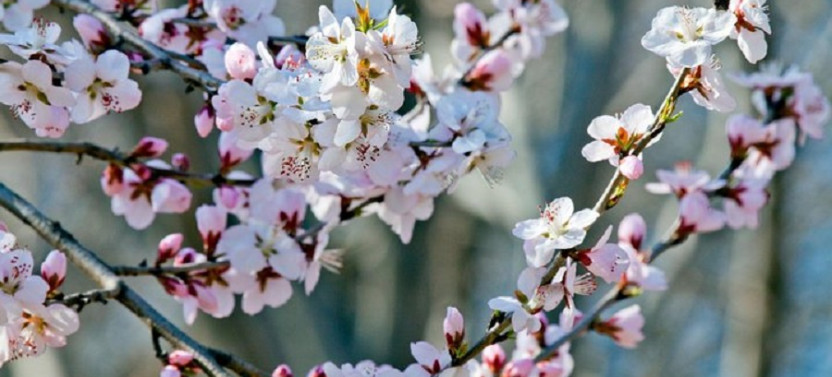 Private Customized Beijing Garden Tour