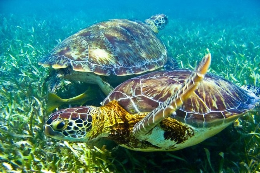 Turtles + Cenotes Adventure - Playa del Carmen | Project Expedition