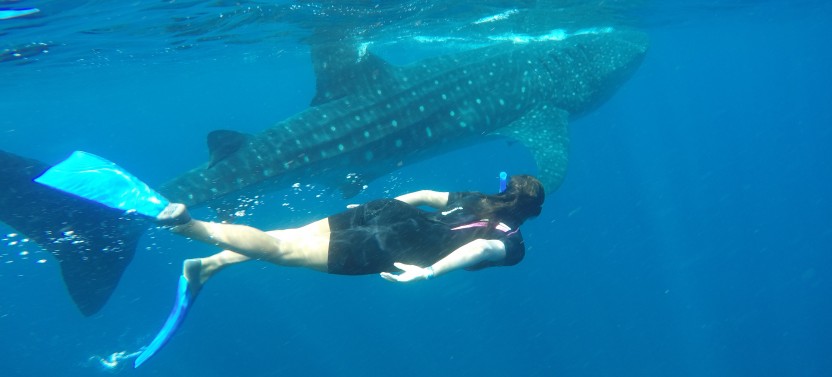 Whale Shark Encounter Full Day Tour from Riviera Maya