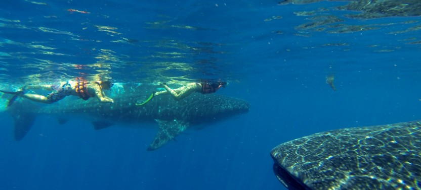 Whale Shark Encounter Full Day Tour from Riviera Maya
