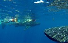 Whale Shark Encounter Full Day Tour from Riviera Maya