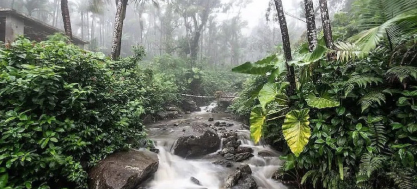 El Yunque National Forest Half Day Tour