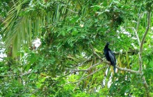 Cano Negro Wildlife Refuge