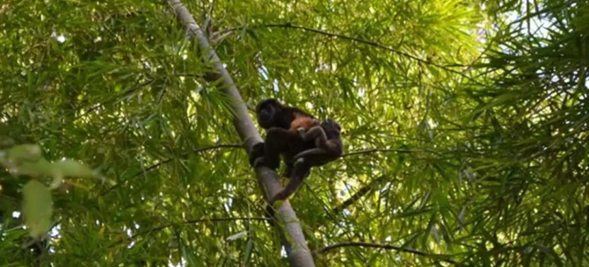 Private Tour: Fishermen And Pacoche Humid Forest Walking Tour