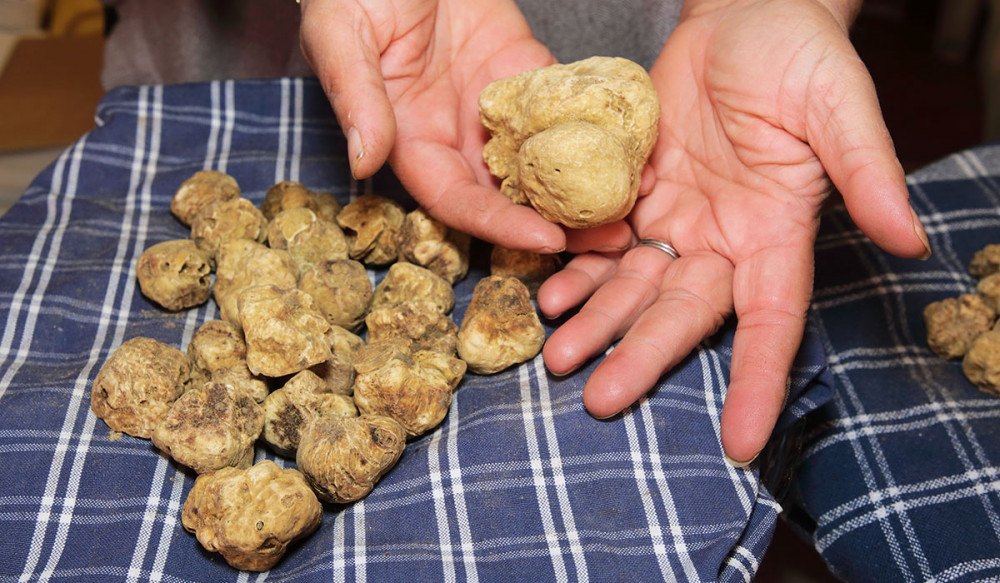 Truffle Hunt in Tuscany