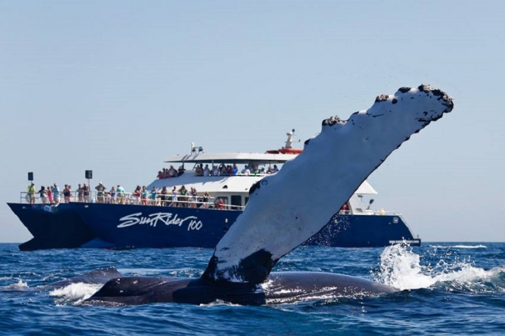 Whale Watching Lunch Cruise Without Transportation