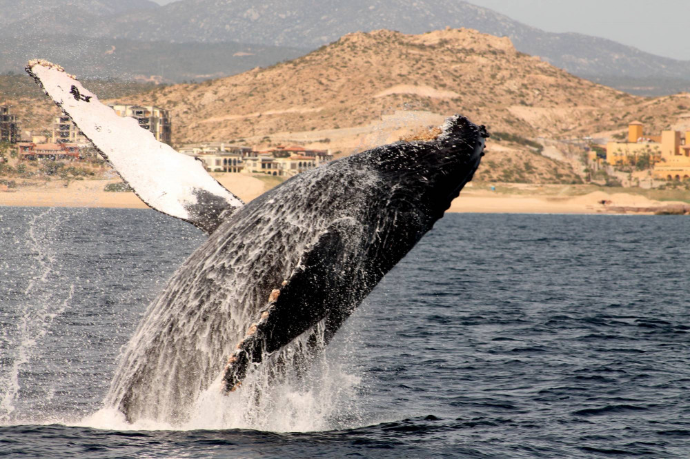Whale Watching Dinner Cruise With Transportation in Cabo San Lucas