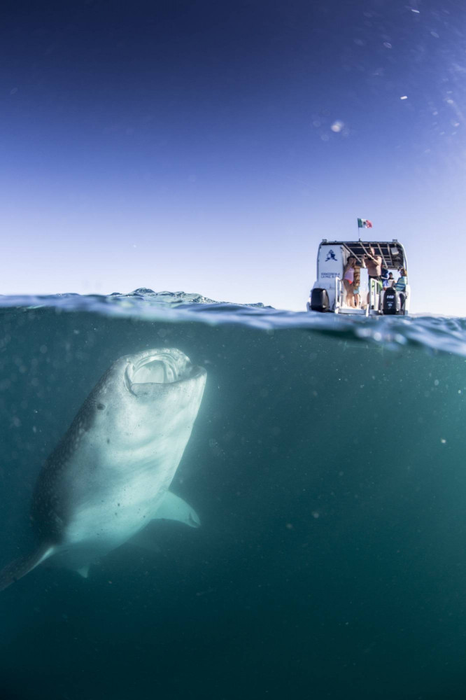 La Paz Whale Shark Adventure Without Transportation