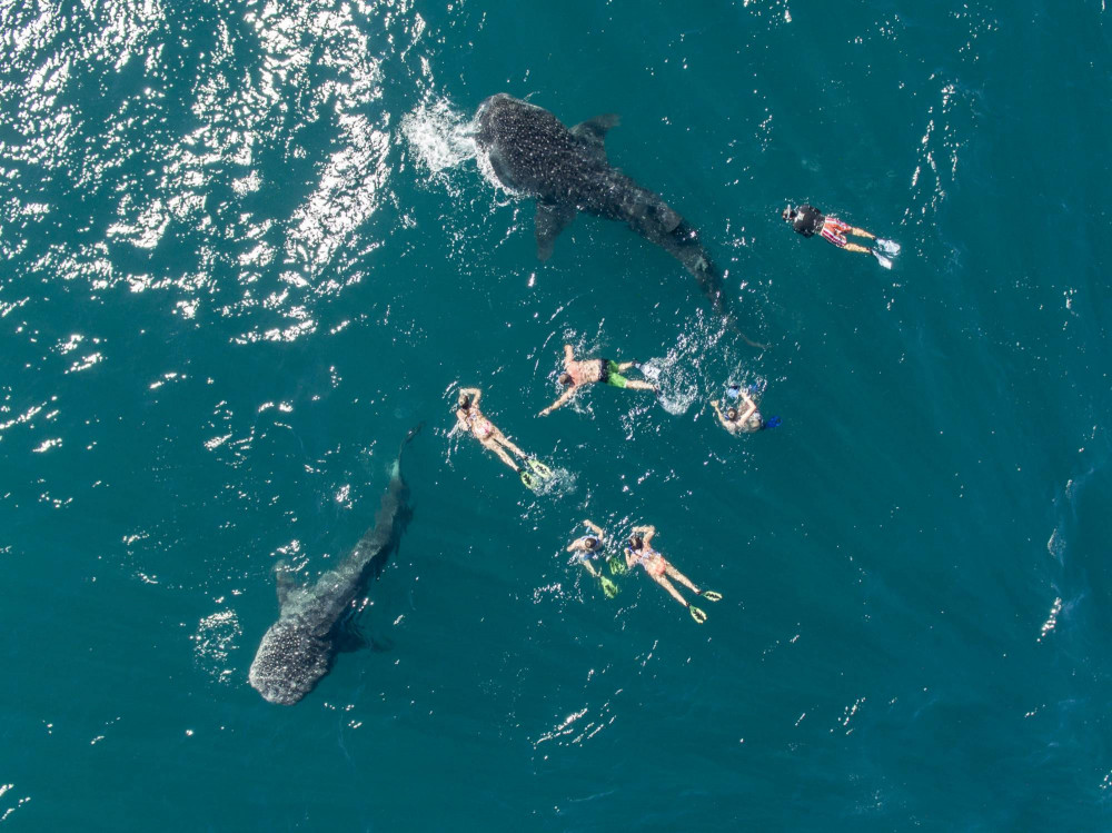 La Paz Whale Shark Adventure With Transportation