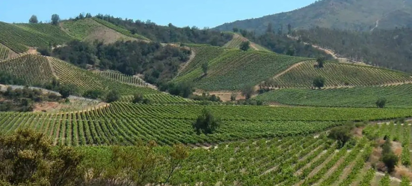 Private Wine Tour in Valparaiso
