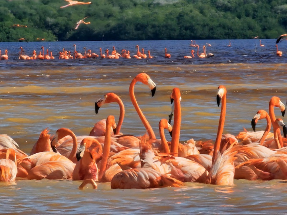 Amazing Celestún Beach Visit with Boat Tour