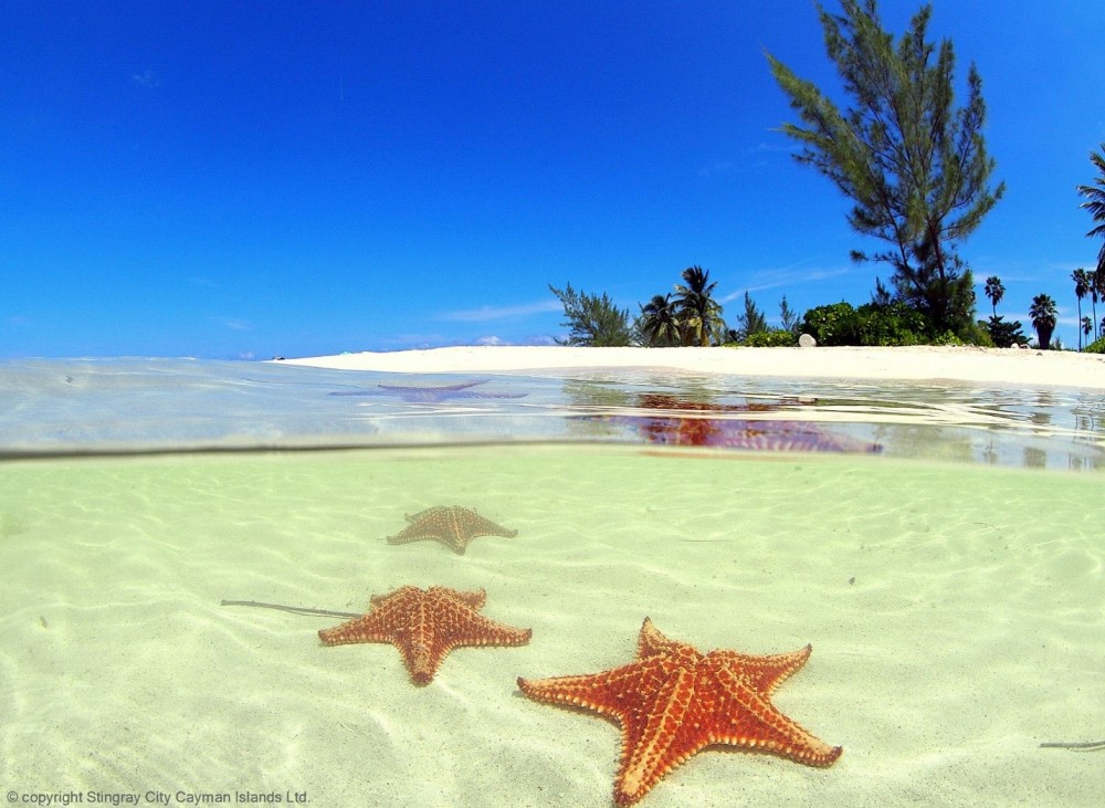 grand cayman starfish tour