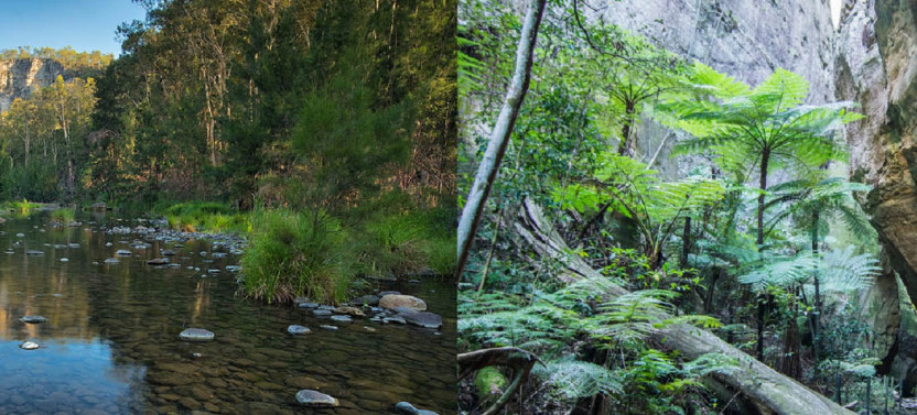 5 Days Carnarvon Gorge Walk