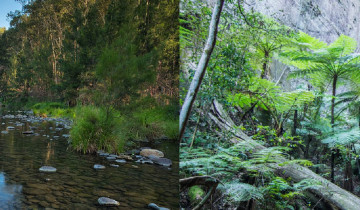 A picture of 5 Days Carnarvon Gorge Walk