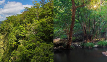 A picture of 3 Days Noosa Hinterland Walk and Sunshine Coast Hinterlands Walk