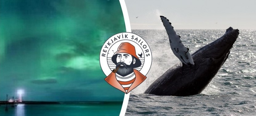 Whale Watching & Northern Lights Combo Cruise from Reykjavik
