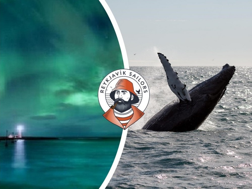 Whale Watching & Northern Lights Combo Cruise from Reykjavik