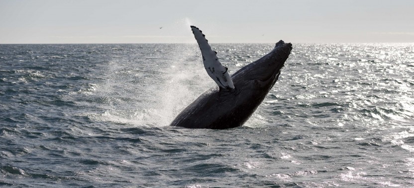 Whale Watching & Northern Lights Combo Cruise from Reykjavik