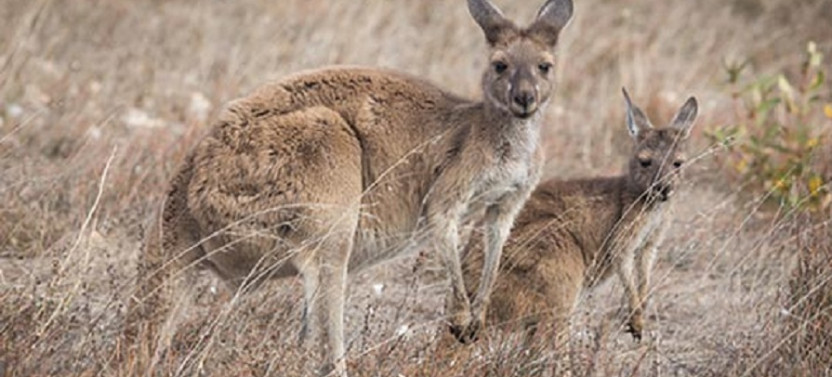 5 Day Private Tour: Eyre Peninsula Walk