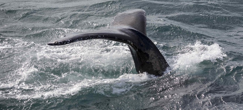 Whale Watching & Northern Lights Combo Cruise from Reykjavik