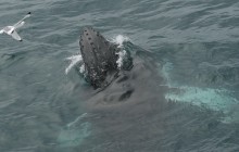 Reykjavik Sailors ehf25