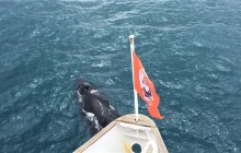 Reykjavik Sailors ehf28