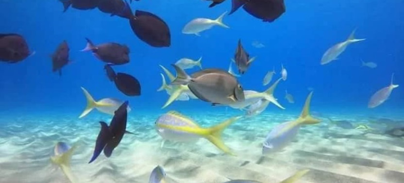 Sosua Snorkeling & Beach Relaxation Tour