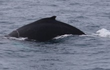 Reykjavik Sailors ehf31